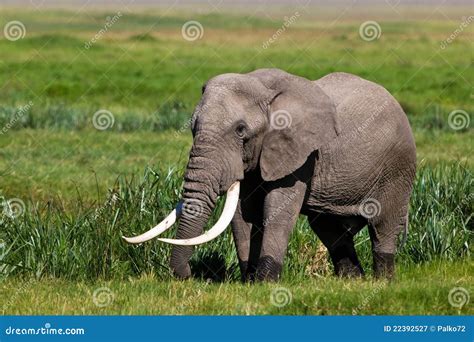 Huge African Elephant Bull Royalty Free Stock Photography - Image: 22392527