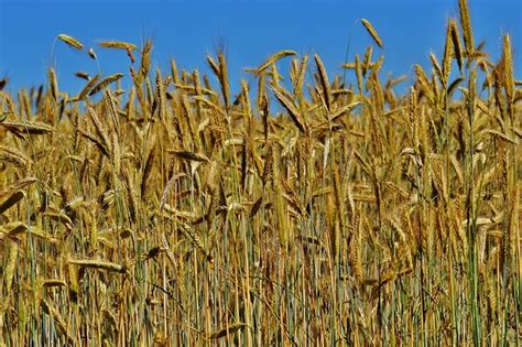 Bulir Ladang Jagung Bidang Foto Gratis Di Pixabay Pixabay