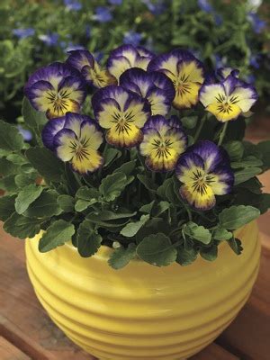 Viola Penny Primrose Picotee Muller Seeds