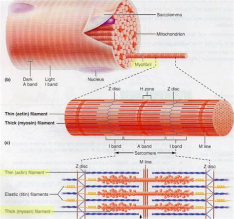 Lecture Skeletal Muscle Fibers And Sarcomeres Flashcards Quizlet