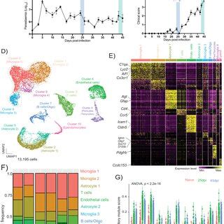 Diversity Of Hypothalamic Glial Cells During Chronic T Brucei