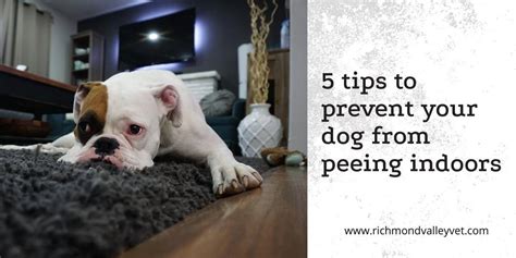 5 Tips To Prevent Your Dog From Peeing Inside Richmond Valley