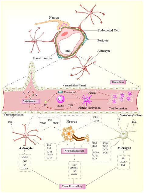 Schematic Mechanism Of The Role Of Neurons And Glia Cells In Wound