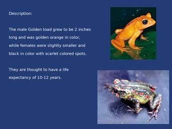 Golden Toad - Extinct - Information History Pictures Facts Power Point