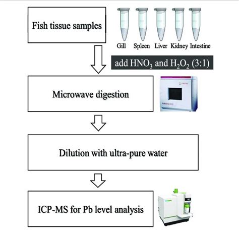 Transfer System Of Tissue Samples For The Determination Of The Pb