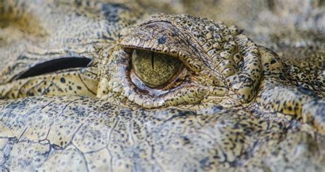 10 Incredible Facts About Crocodile Eyes - Africa Freak