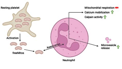 Functional Platelet‐derived Mitochondria Induce The Release Of Human