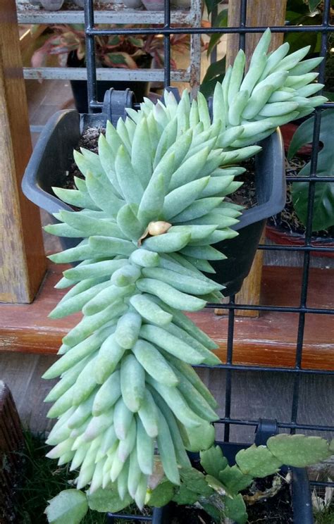 Sedeveria Harry Butterfield Super Donkey Tail Cactus