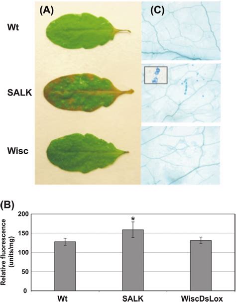 Accumulation Of H 2 O 2 And Lesion Formation In The Oas C Mutants