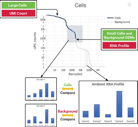 Cell Ranger S Gene Expression Algorithm Official X Genomics Support