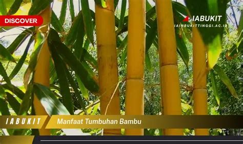 Manfaat Tumbuhan Bambu Yang Bikin Kamu Penasaran Discover