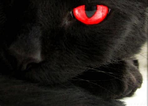 Black Cat With Red Eyes Wallpaper