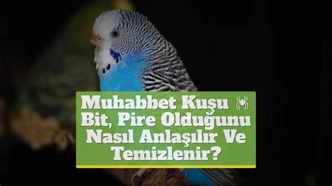 Muhabbet Kuşu Bit Pire Olduğunu Nasıl Anlaşılır Ve Temizlenir