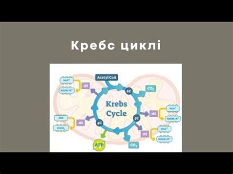 КРЕБС ЦИКЛІ | ҚЫСҚА ДА НҰСҚА ТҮСІНДІРМЕ #циклкребса #қазақша #цикл # ...