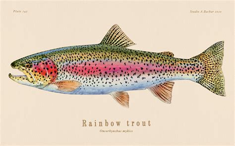 Rainbow Trout Illustration 127 Studio Abachar