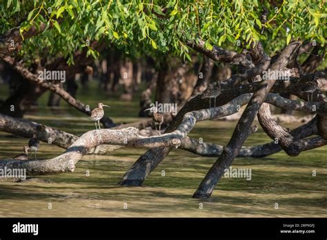 Sundarbans Bangladesh Eurasian Curlew Or Common Curlew Numenius