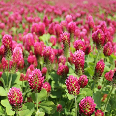 Crimson Clover Flower Seeds In Packets And Bulk Eden Brothers