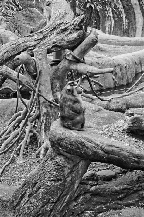 Rei Do Macaco Foto De Stock Imagem De Parque Formosa 38880318