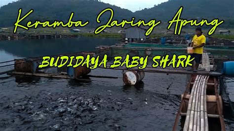 Keramba Jaring Apung Jatiluhur Budidaya Ikan Patin Dan Nila Kja