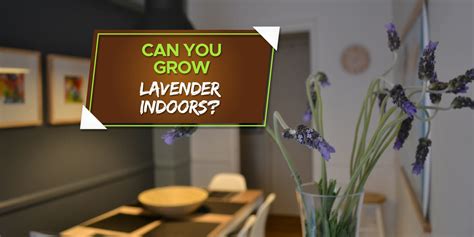 Can You Grow Lavender Indoors? Yes! Of Course You Can! - Grow Your Yard