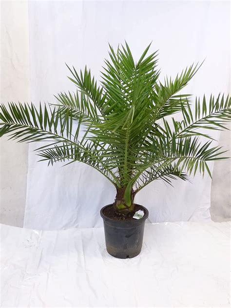 Xl Phoenix Canariensis Kanarische Dattelpalme Cm Gro Er Cm