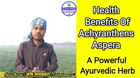 Achyranthes Aspera Chirchita Medicine Plant Ayurvedic Benefits Of