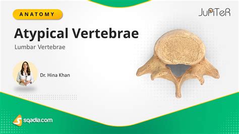 Lumbar Vertebrae Atypical Vertebrae