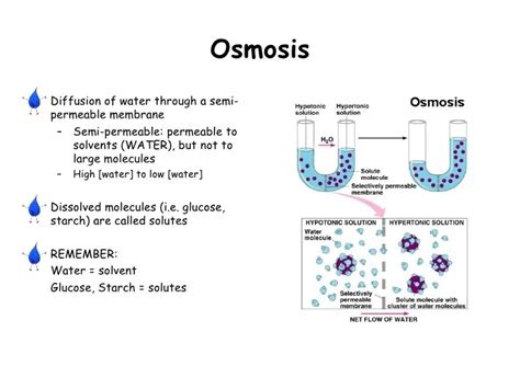 Osmosis Vs Diffusion Venn Diagram