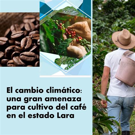 El Cambio Clim Tico Es Una Gran Amenaza Para Cultivo Del Caf En El