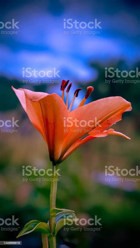 Vertical Closeup Of Orange Lily On Blur Background Stock Photo