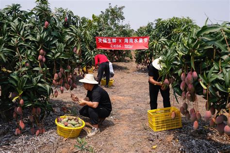 春天的第一口水果 树上熟的海南芒果凤梨在天猫上新 水果 凤梨 贵妃 新浪新闻