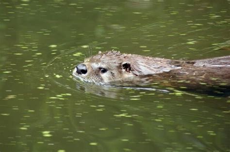 Premium Photo | Swimming Otter portrait