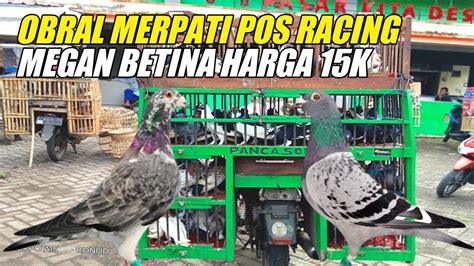 Jual Merpati Pos Racing Warna Megan Betina Bagus Harga Ribu Youtube