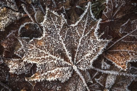 Free Images Tree Nature Branch Winter Plant Leaf Flower Frost