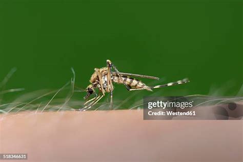 278 Culex Mosquito Stock Photos High Res Pictures And Images Getty