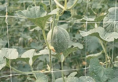 Plant Support Grow Mesh Net Buy Plant Support Net Plant Support Grow