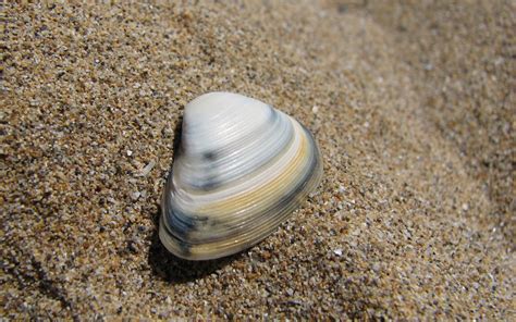 Free Images Sand Ocean Texture Coastline Food Tropical Macro