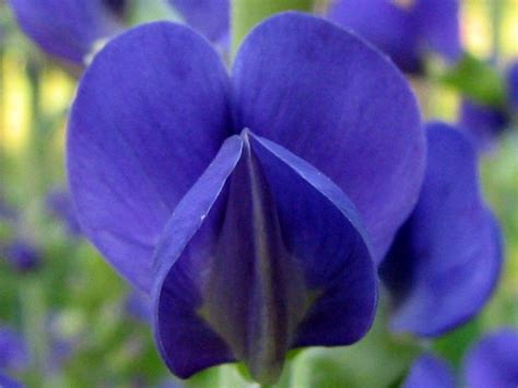 Blue Wild Indigo AKA Baptisia Seeds (Certified Organic) | Garden Hoard – Certified Organic ...