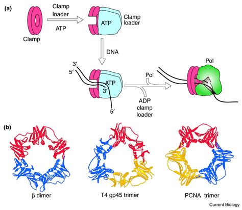 Dna Polymerase Iii