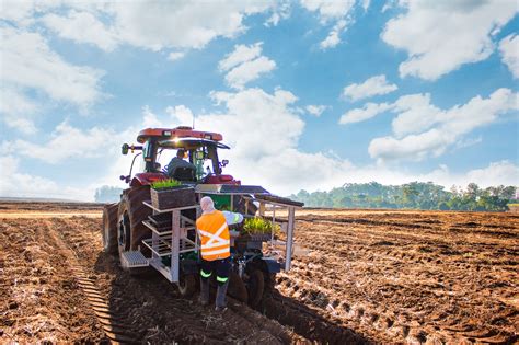 Mudas Pré Brotadas Como fazer um bom planejamento de plantio