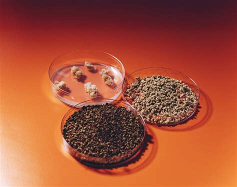 Future Lab-grown Coffee Mushroom Coffee Options Will Emerge Soon - RYZE Superfoods