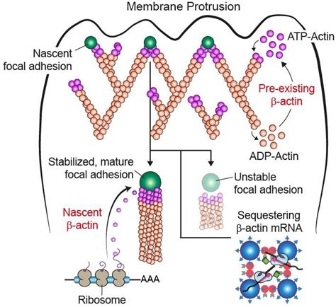 Figure 3 [IMAGE] | EurekAlert! Science News Releases