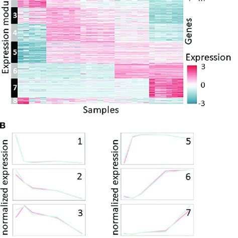 Expression Patterns During The Embryonic Development Of M Rosenbergii Download Scientific