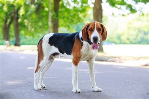 American Foxhound Dog Breed Info: Pictures, Traits & Facts | Hepper