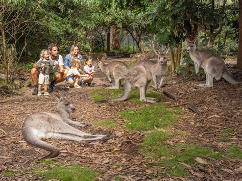 Potoroo Palace Native Animal Sanctuary Nsw Holidays And Accommodation