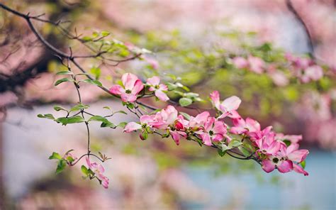 Hintergrundbilder Pflanzen Makro Ast Kirschbl Te Bl Hen Rosa