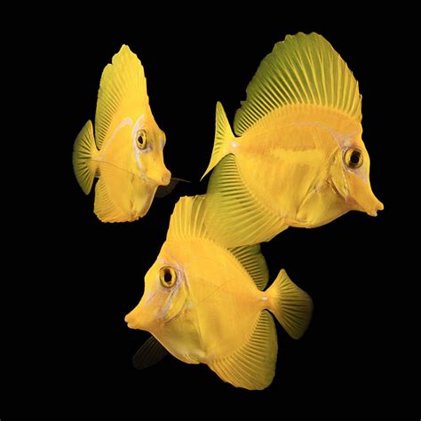 Would You Pay A Hundred Dollars For A Scarred Yellow Tang Reef