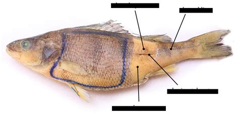 Perch External Anatomy Diagram Quizlet