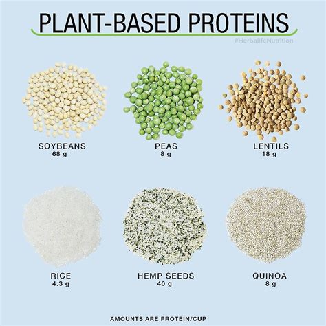 Plant Based Nutrition 3 Sources Of Plant Proteins To Consider Adding To Your Healthy Diet