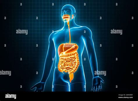 Xray Anterior Or Front View Of Full Human Digestive System 3d Rendering